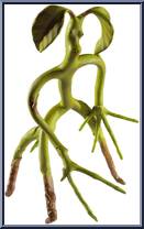 Bowtruckle (Fantastic Beasts) from Harry Potter - Bendables manufactured by Noble Toys [Loose]
