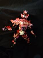 King Hellraised Hyena 2 (Marvel Legends) Custom Action Figure