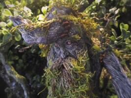 Treebeard, Ent,  custom of the toybiz figure (Lord of the Rings) Custom Action Figure