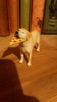 Lucky the Pizza Dog (2022) (Marvel Legends) Custom Action Figure