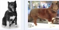 Balto Real Life ( Wer All Heros ) (Balto) Custom Diorama / Playset