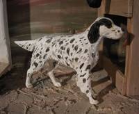 Flick, Johnny West's Dog (Western) Custom Action Figure