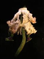 The Lizard (Marvel Legends) Custom Action Figure