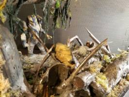 Predator: He Couldn't See Me (Predator) Custom Diorama / Playset